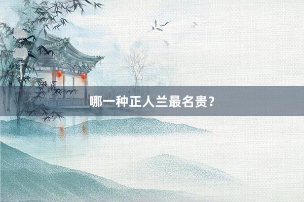 哪一种正人兰最名贵？